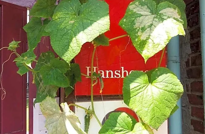 Hans House 2*